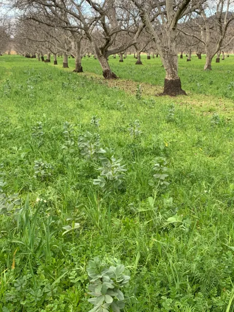Cover crop growing in Walnut orchard at Full Belly Farm in Yolo County. Photo by Joanna Normoyle.