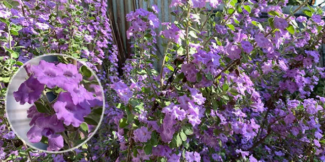 Leucophyllum frutescens (Texas ranger, Texas barometer bush, Texas sage)