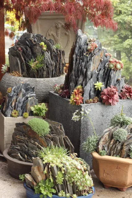 Miniature crevice gardens built in containers by Chris Dixon, of Vancouver, British Columbia. Paul Spriggs, New York Times, 8/3/22