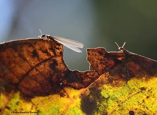 Winged subterranean termite ready for flight