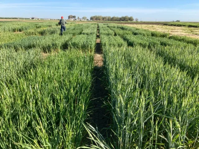 2022 UC Variety Trial (Fresno Location)
