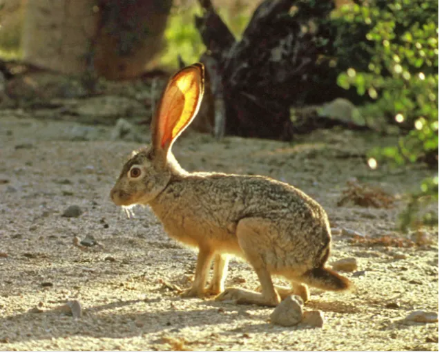 A black-tailed jackrabbit, also known as a hare. [Credit: US Fish and Wildlife Service]