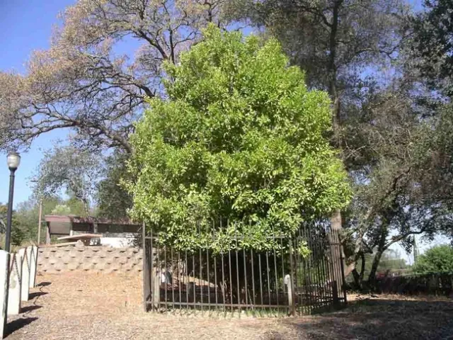 Mother Orange tree August 2022, Cindy Weiner