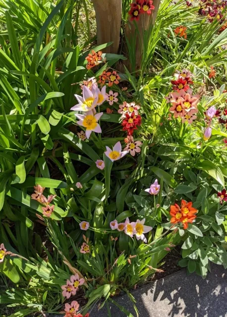 Mediterranean Naturalizing bulbs.