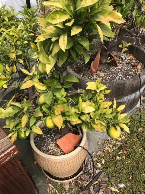 Sun damged leaves on blood orange. photos by Karen Metz