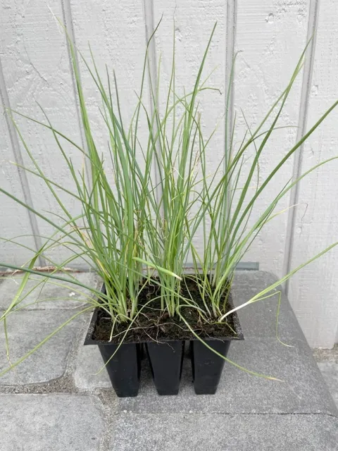 Baby leeks in a six-pack