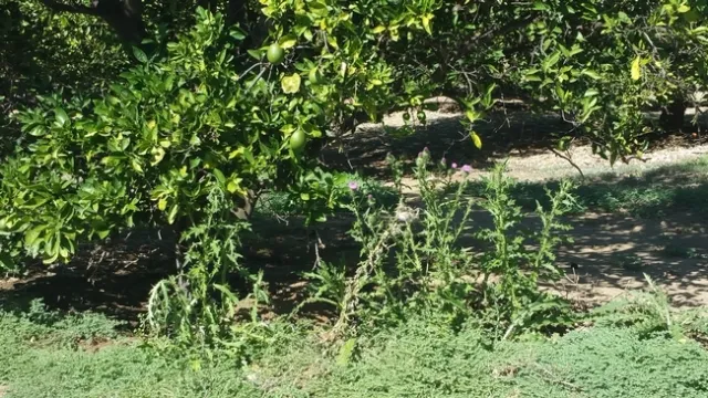 Weeds in orchard
