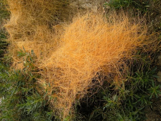 California dodder sprawled across healthy living green plant.