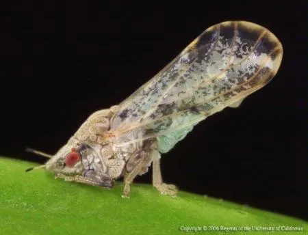 Asian citrus psyllid on leaf