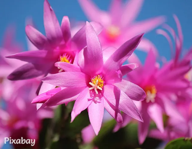Easter cactus