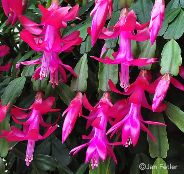 Christmas cactus