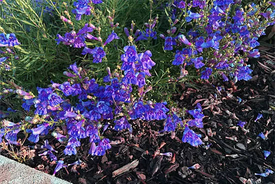 Streetscape Garden, Penstemon 'Margarita BOB'