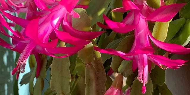 chlumbergera x buckleyi (Christmas cactus)