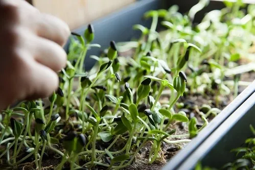 Microgreen. photos by Kathy Craig