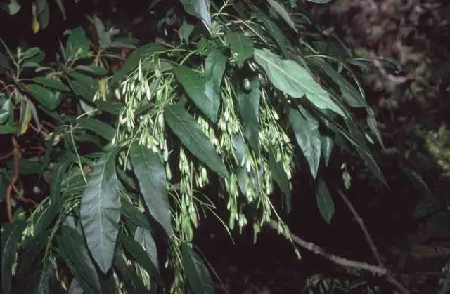 Oregon Ash leaves and seed head, Jack Kelly Clark, UC IPM Program
