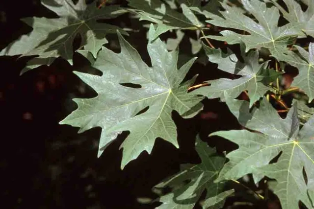 Big Leaf Maple leaves, Jack Kelly Clark, UC IPM Program