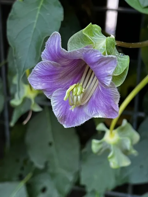 Cup and Saucer vine. photo by Jennifer Baumbach