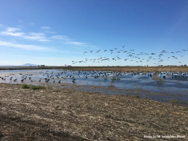 Winter flood up MLM credit