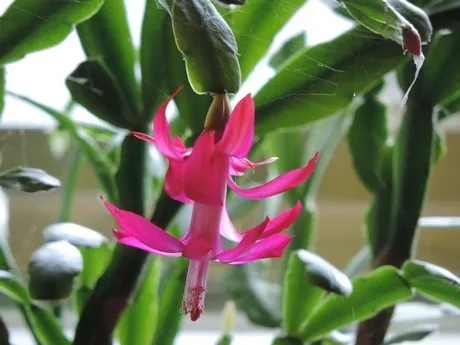 Schlumbergera x buckleyi courtesy of Pixabay.com