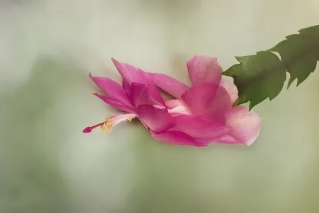 Photo of Schlumbergera truncata