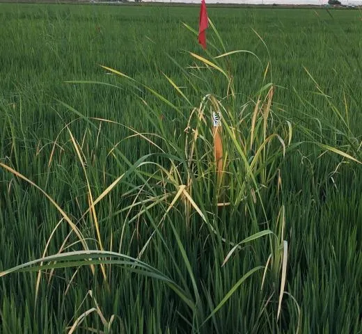 Figure 1. The herbicide, Loyant, was trialed on cattails in the Delta in 2022. We will continue these investigations next year.