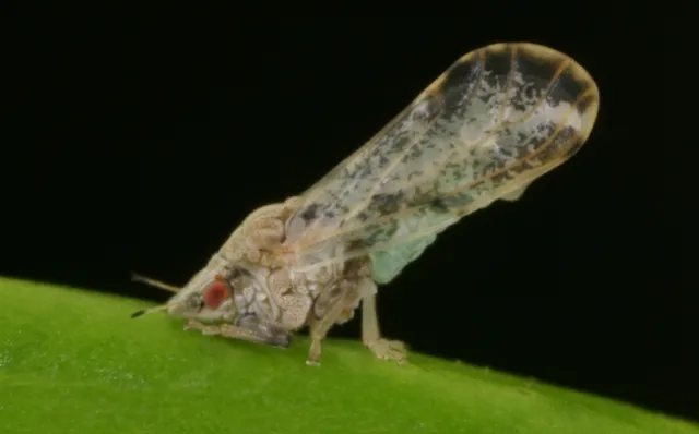 An adult Asian citrus psyllid