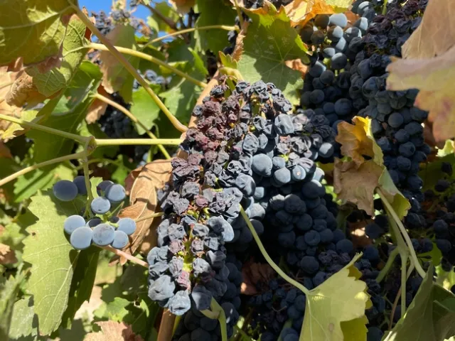 Shriveled grapes hang in a bunch on the vine.