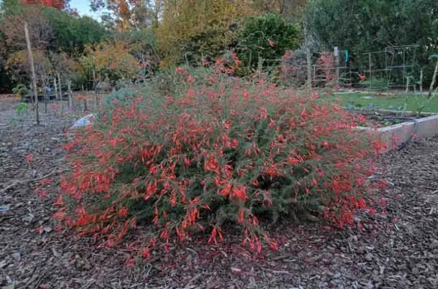 California fuchsia shrub, Jeanette Alosi