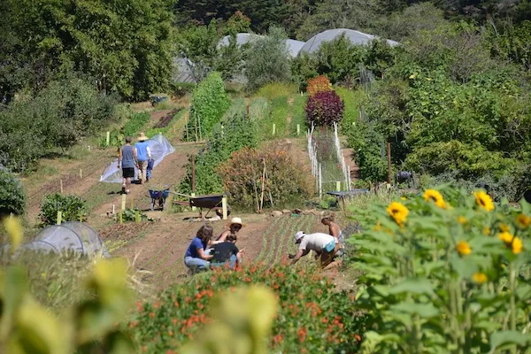 Five people work in fields of crops and trees. Sunflowers grow in the foreground