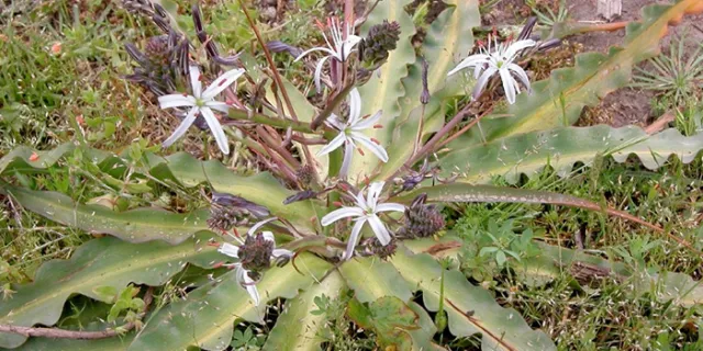 Chlorogalum pomeridianum (California soaproot)