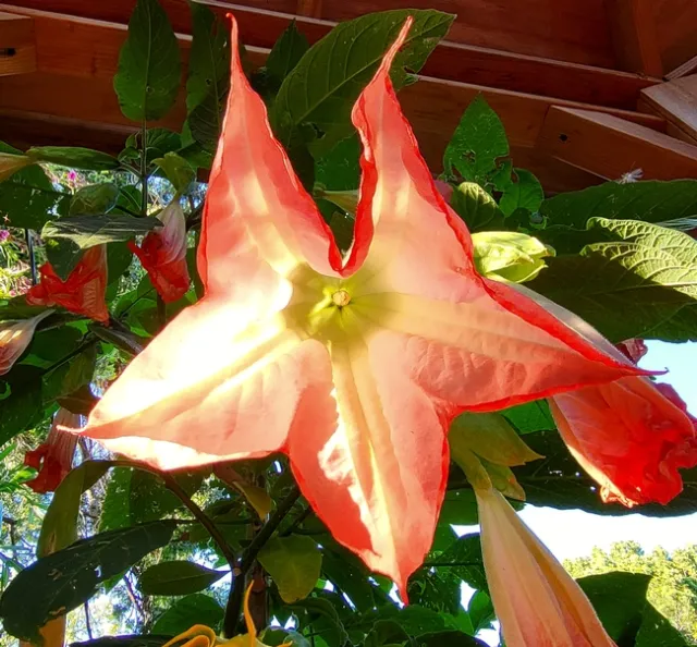 Brugmansia Flower 2 - photo by Al Alvarado