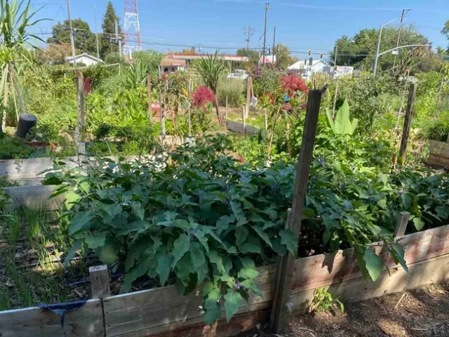 Oak Way Garden, G. Mahannah