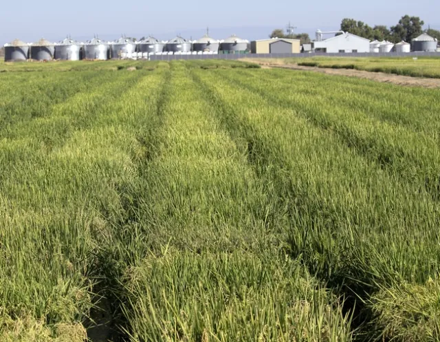 Rice fields at Rice Experiment Station in Biggs, California
