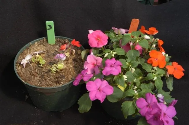 mulch effect on plant growth dead