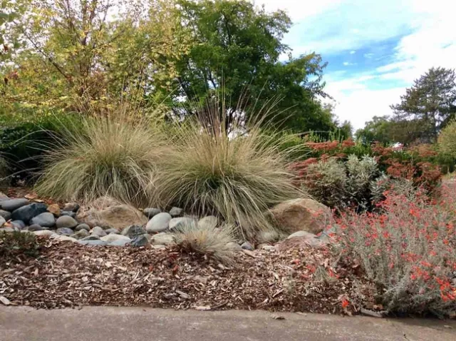 Boulders and deergrass stabilize the slope slope and provide pleasing visual variety.