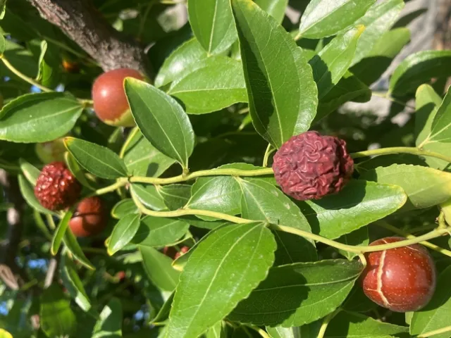 Photo by Jutta Thoerner