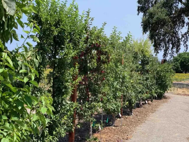 A espaliered fruit trees hedge provides shade while also creating a windbreak, Laura Kling