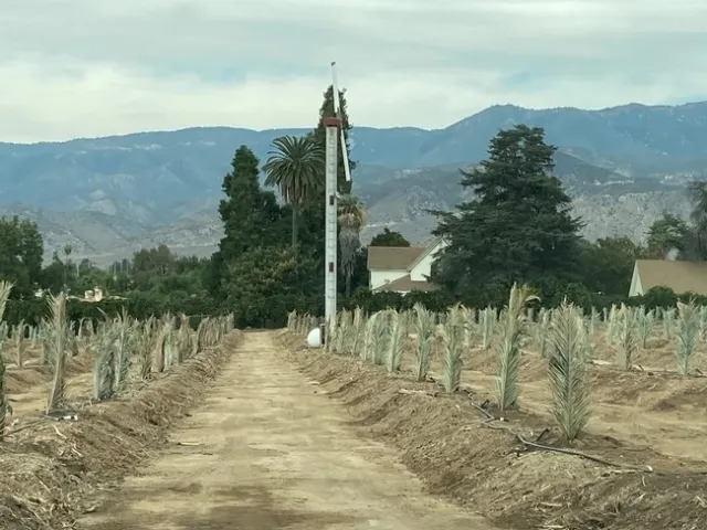 frost protection palm fronds