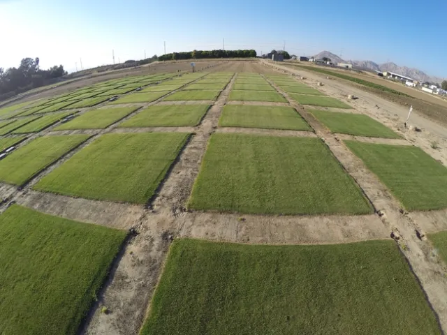 Vista área durante dos pruebas adyacentes de céspedes festuca alta y bermuda híbrida que se realizan en la Estación de Investigación Agrícola de UC Riverside con el propósito de buscar soluciones que ayuden a conservar el agua en céspedes usando un controlador de riego inteligente autónomo con base de ET.