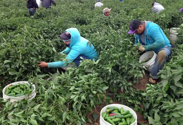Farmworkers pick jalapeno peppers