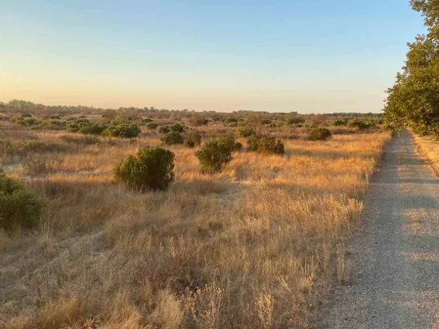 Native Plant Restoration Site Along the Sacramento River, The Nature Conservancy