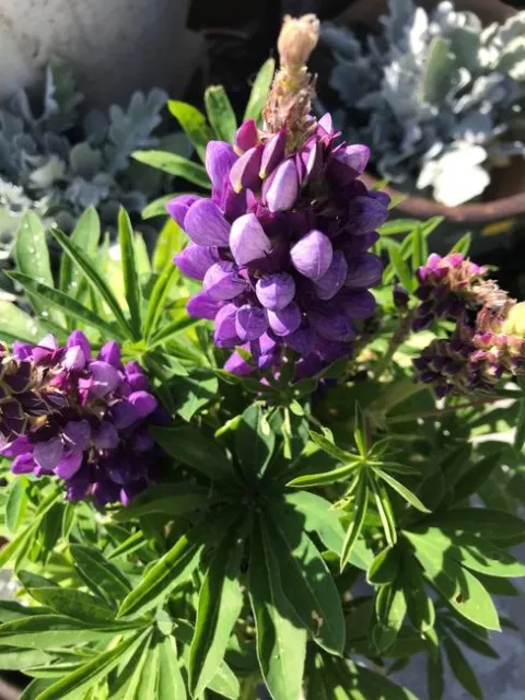 Photo by Andrea Peck