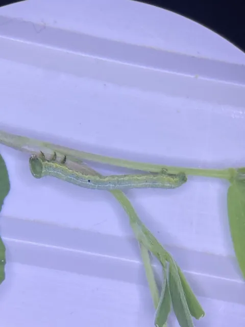 Figure2.Early Instar Dot-lined caterpillar