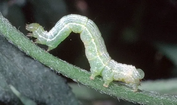 Figure1b. Alfalfa Looper