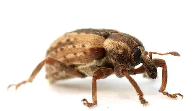 Screenshot 2023-01-27 at 10-16-34 Research - Fi-Ve Bug IPM Lab