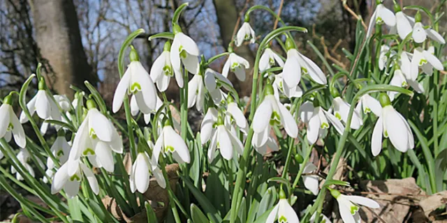 Galanthus: Snowdrop