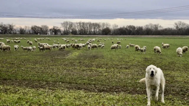 Photo 1. ‘Sheeping-off' alfalfa, a practice valued for winter weed control. Note the livestock guard dog eyeing photographer, Steve Beckley, intent on protecting its flock.