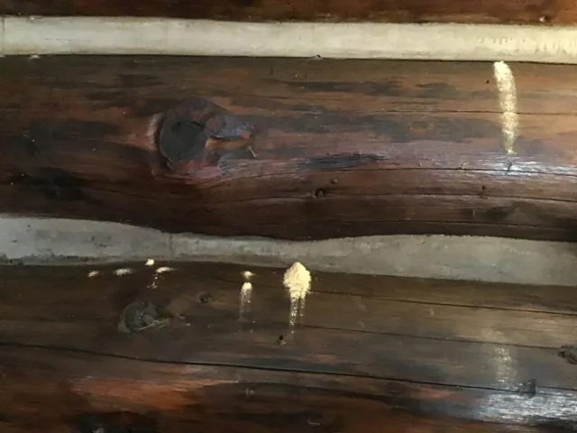 Powder Post Beetle Frass Photo by Cheryl Carmichael 2021