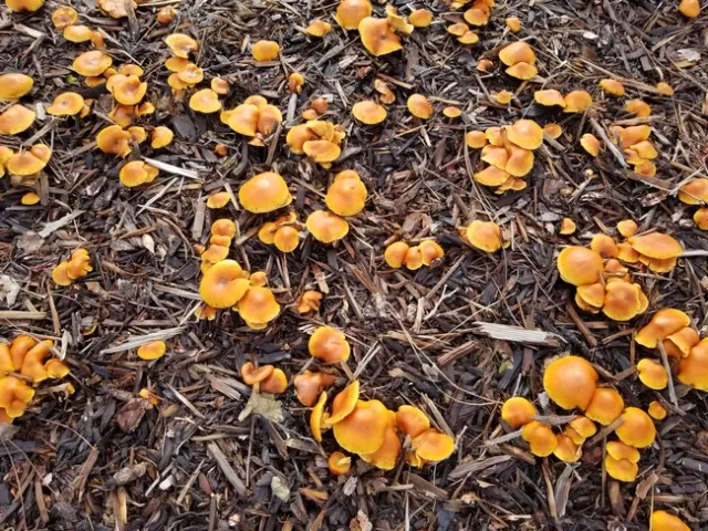 Orange cap mushrooms grown on wood chips in landscape after heavy rains.