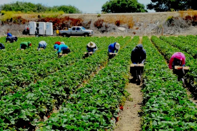 Jornaleros en el campo